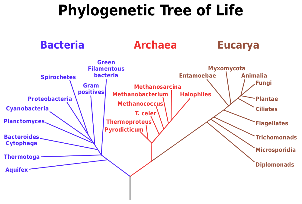 Tree of life based on Carl Woese's genetic Analysis. Image source Wikimedia commons By Eric Gaba